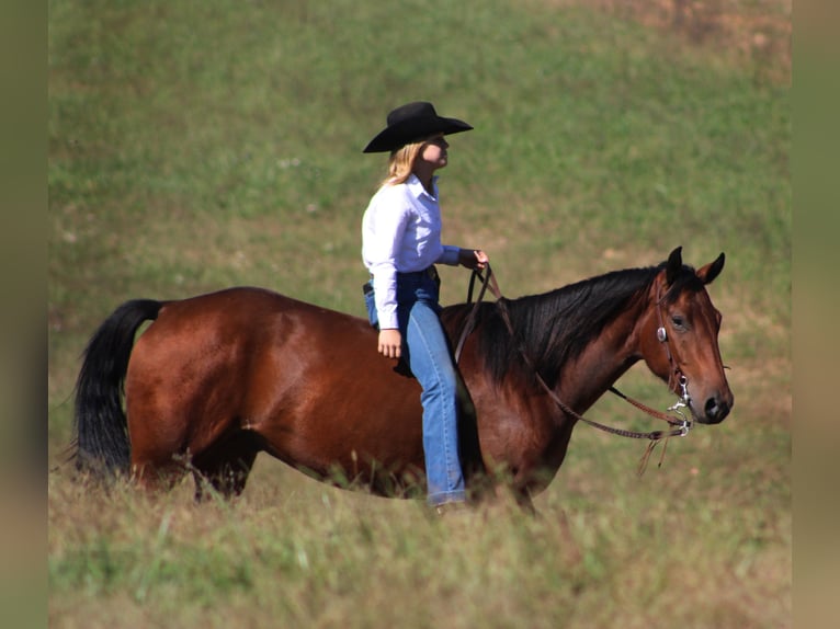 American Quarter Horse Wallach 4 Jahre 150 cm Rotbrauner in Borden