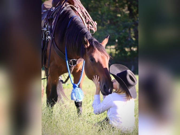 American Quarter Horse Wallach 4 Jahre 150 cm Rotbrauner in Borden