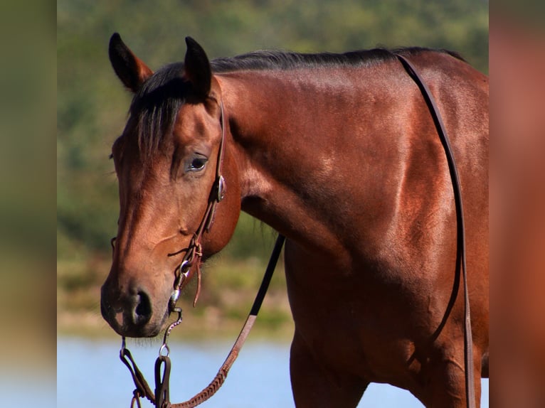 American Quarter Horse Wallach 4 Jahre 150 cm Rotbrauner in Borden