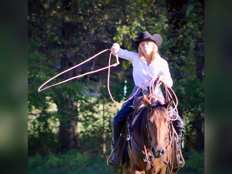 American Quarter Horse Wallach 4 Jahre 150 cm Rotbrauner in Borden