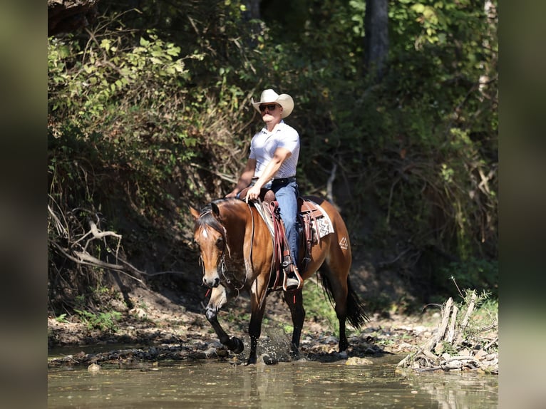 American Quarter Horse Wallach 4 Jahre 150 cm Rotbrauner in Buffalo, MO