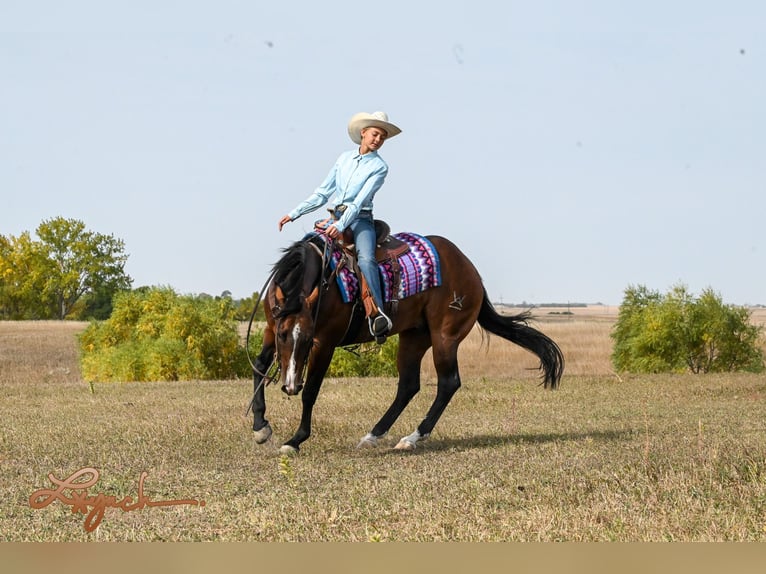 American Quarter Horse Wallach 4 Jahre 150 cm Rotbrauner in Canistota, SD