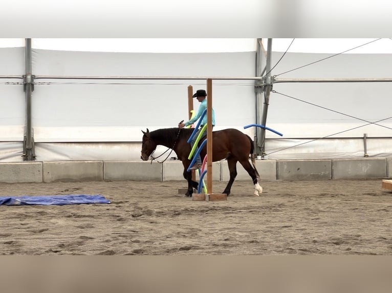 American Quarter Horse Wallach 4 Jahre 150 cm Rotbrauner in Saint Anthony