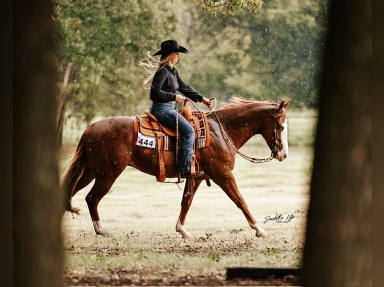 American Quarter Horse Wallach 4 Jahre 150 cm Rotfuchs in Gainesville American Quarter Horse Wallach 4 Jahre 150 cm Rotfuchs in Gainesville
