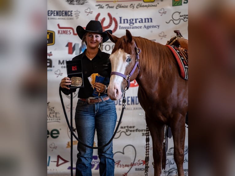 American Quarter Horse Wallach 4 Jahre 150 cm Rotfuchs in Gainesville American Quarter Horse Wallach 4 Jahre 150 cm Rotfuchs in Gainesville