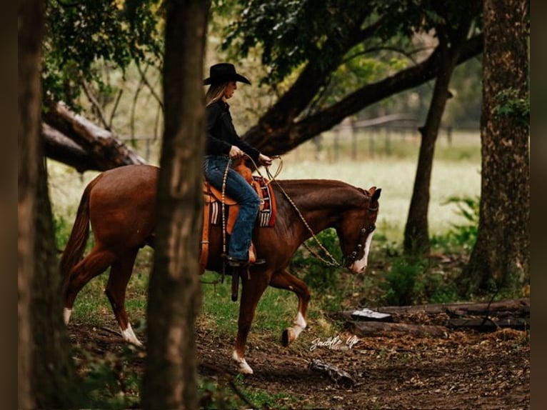 American Quarter Horse Wallach 4 Jahre 150 cm Rotfuchs in Gainesville American Quarter Horse Wallach 4 Jahre 150 cm Rotfuchs in Gainesville