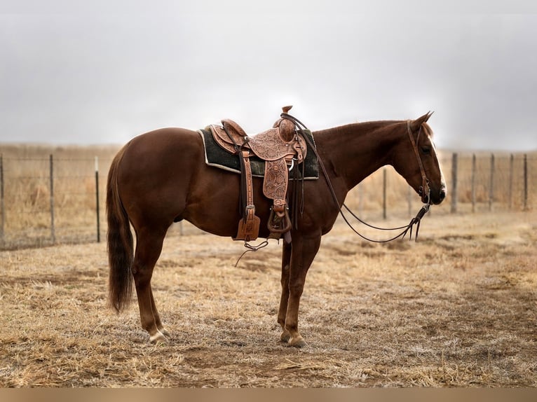 American Quarter Horse Wallach 4 Jahre 150 cm Rotfuchs in Amarillo