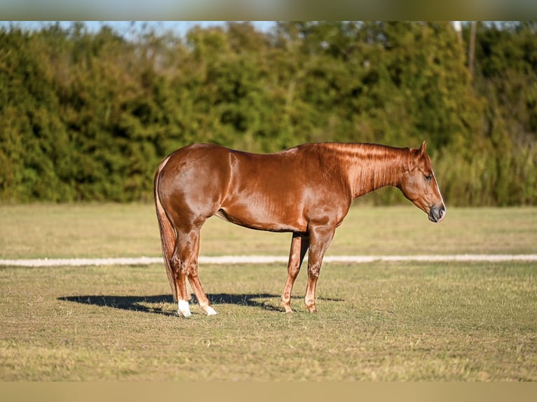 American Quarter Horse Wallach 4 Jahre 150 cm Rotfuchs in Waco