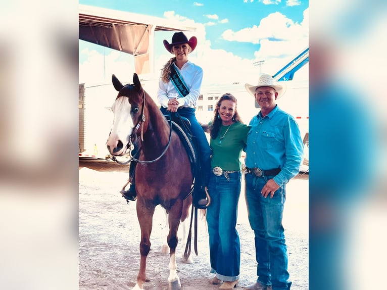 American Quarter Horse Wallach 4 Jahre 150 cm Rotfuchs in Belen