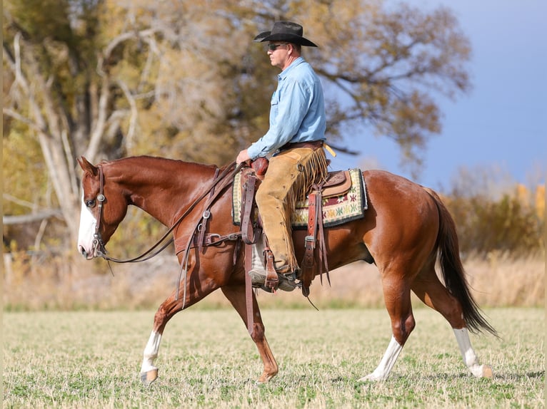 American Quarter Horse Wallach 4 Jahre 150 cm Rotfuchs in Belen