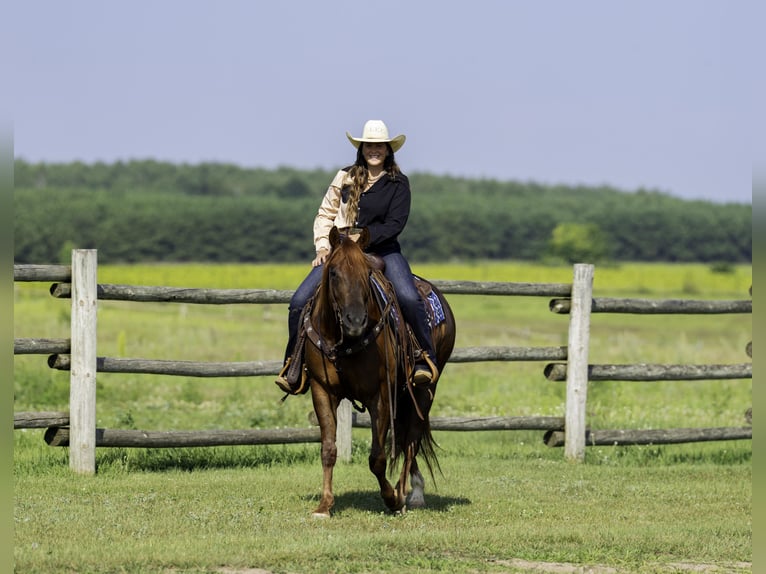 American Quarter Horse Wallach 4 Jahre 150 cm Rotfuchs in Nevis