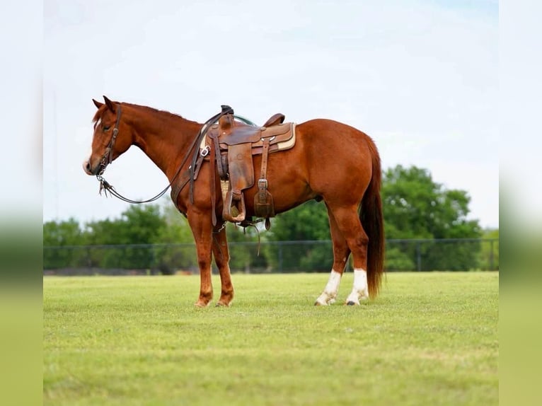 American Quarter Horse Wallach 4 Jahre 150 cm Rotfuchs in Collinsville