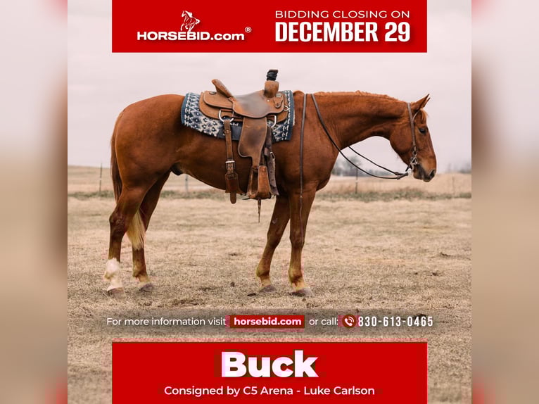 American Quarter Horse Wallach 4 Jahre 150 cm Rotfuchs in Decorah