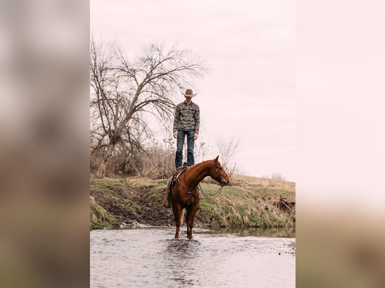 American Quarter Horse Wallach 4 Jahre 150 cm Rotfuchs in Decorah