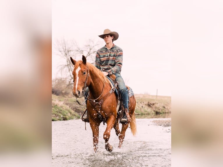 American Quarter Horse Wallach 4 Jahre 150 cm Rotfuchs in Decorah