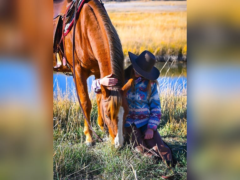 American Quarter Horse Wallach 4 Jahre 150 cm Rotfuchs in Dillon, MT