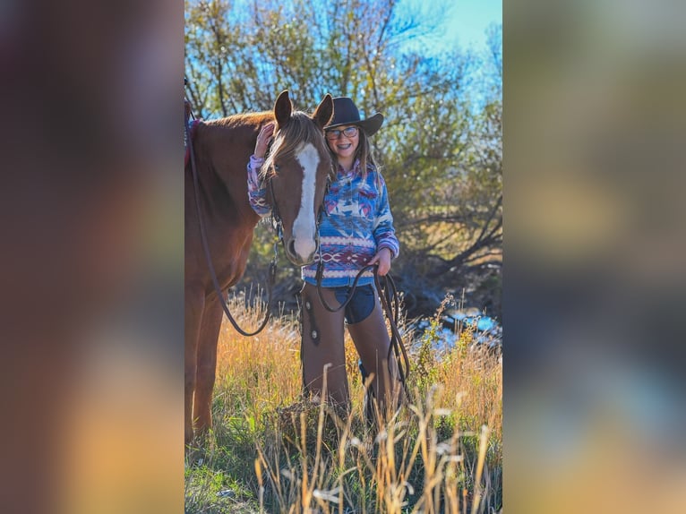 American Quarter Horse Wallach 4 Jahre 150 cm Rotfuchs in Dillon, MT