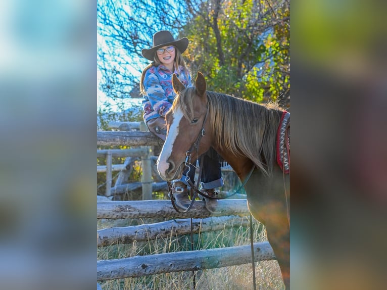American Quarter Horse Wallach 4 Jahre 150 cm Rotfuchs in Dillon, MT