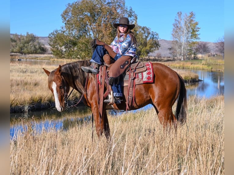 American Quarter Horse Wallach 4 Jahre 150 cm Rotfuchs in Dillon, MT