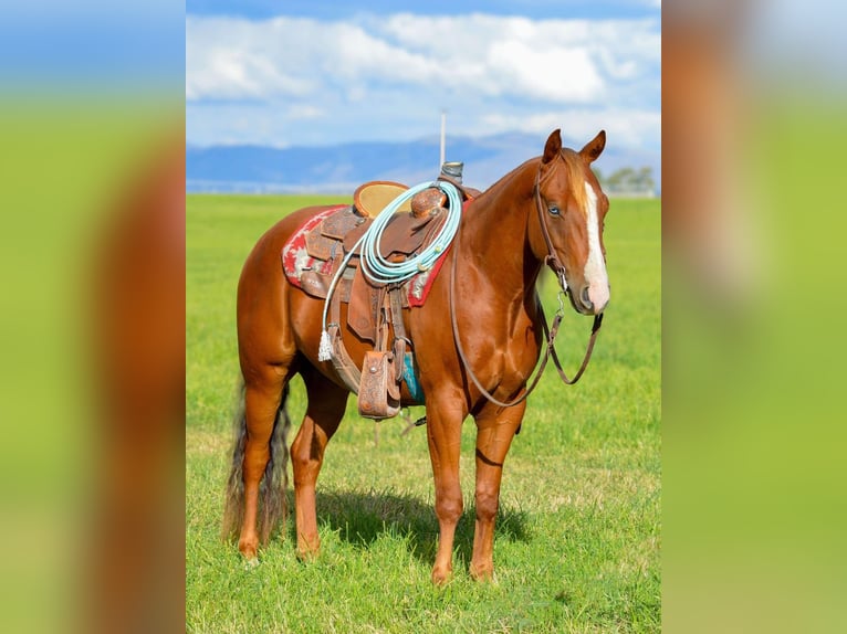 American Quarter Horse Wallach 4 Jahre 150 cm Rotfuchs in Dillon, MT