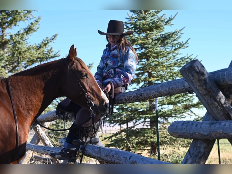 American Quarter Horse Wallach 4 Jahre 150 cm Rotfuchs in Dillon, MT