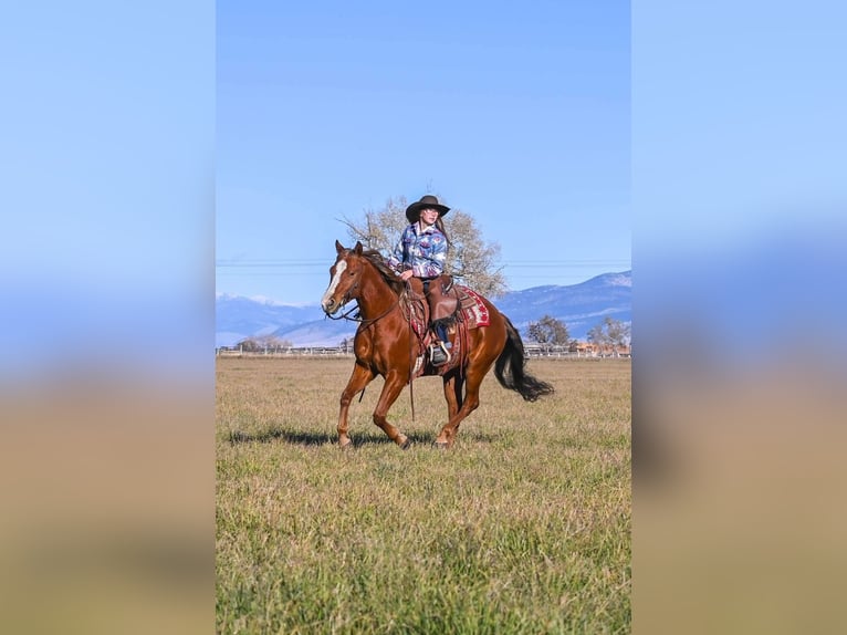 American Quarter Horse Wallach 4 Jahre 150 cm Rotfuchs in Dillon, MT