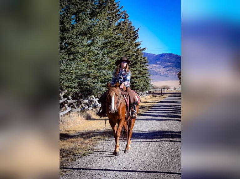 American Quarter Horse Wallach 4 Jahre 150 cm Rotfuchs in Dillon, MT