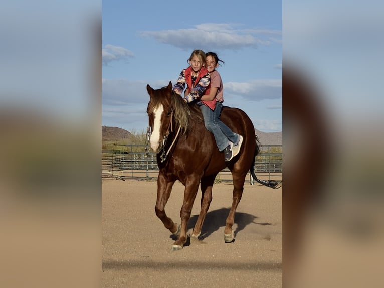 American Quarter Horse Wallach 4 Jahre 150 cm Rotfuchs in Dillon, MT