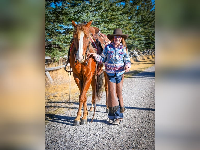 American Quarter Horse Wallach 4 Jahre 150 cm Rotfuchs in Dillon, MT