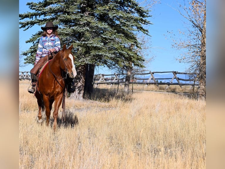 American Quarter Horse Wallach 4 Jahre 150 cm Rotfuchs in Dillon, MT