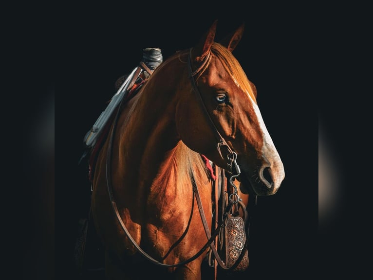 American Quarter Horse Wallach 4 Jahre 150 cm Rotfuchs in Dillon, MT
