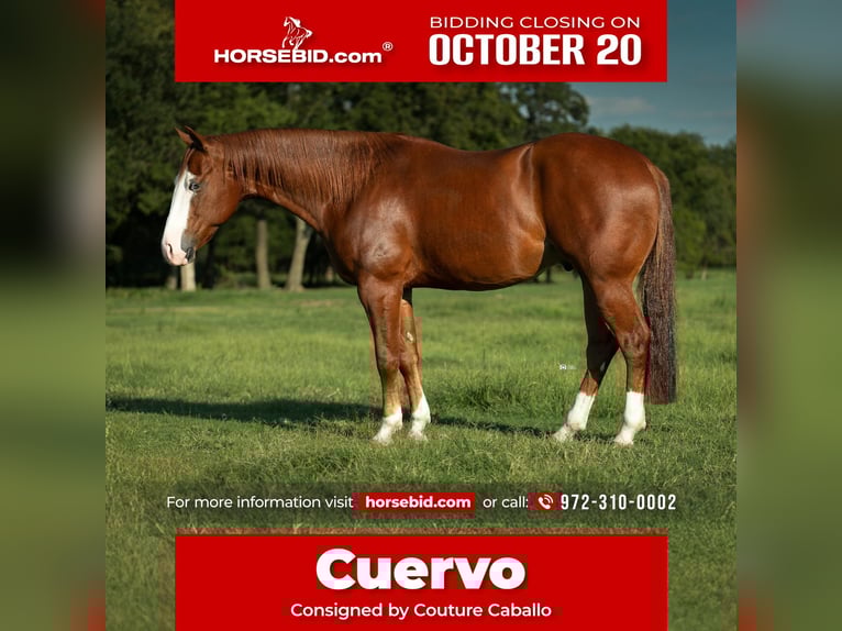 American Quarter Horse Wallach 4 Jahre 150 cm Rotfuchs in Gainesville, TX