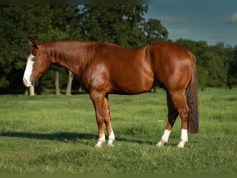 American Quarter Horse Wallach 4 Jahre 150 cm Rotfuchs in Gainesville, TX