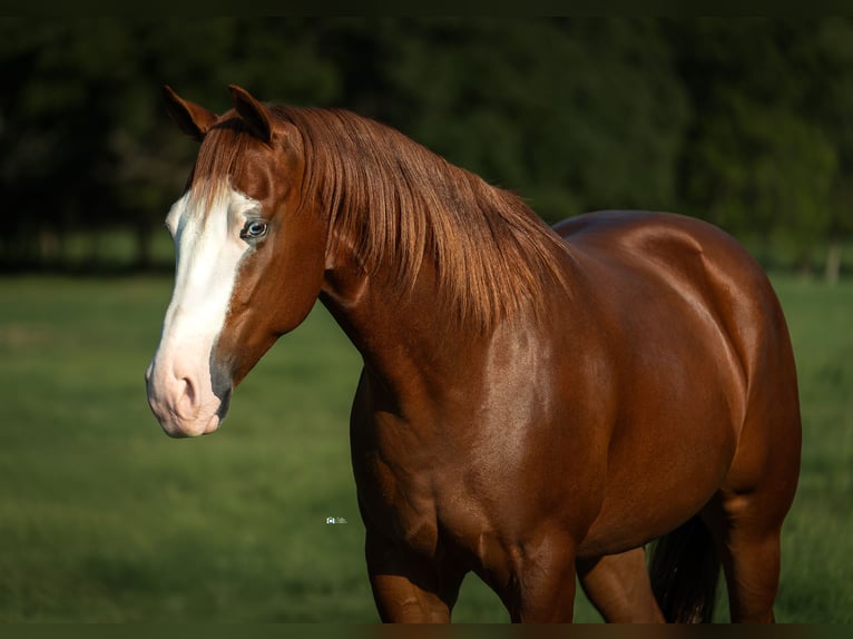 American Quarter Horse Wallach 4 Jahre 150 cm Rotfuchs in Gainesville, TX