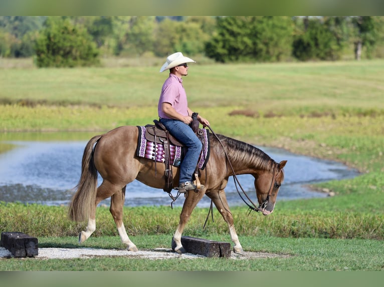 American Quarter Horse Wallach 4 Jahre 150 cm Rotfuchs in Buffalo
