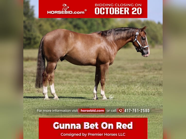 American Quarter Horse Wallach 4 Jahre 150 cm Rotfuchs in Buffalo