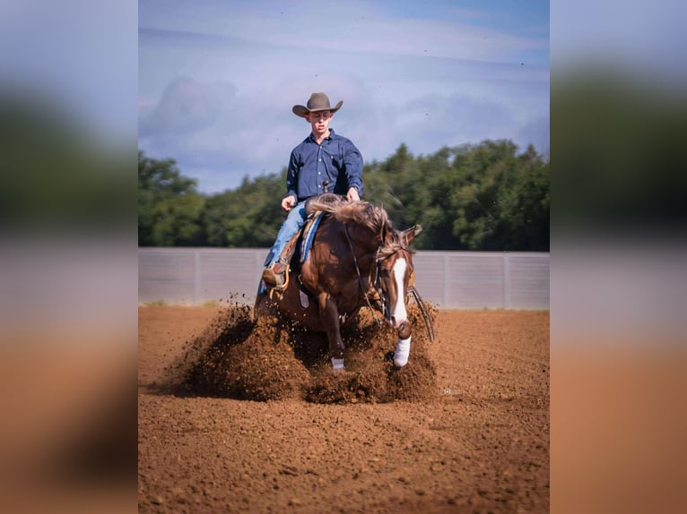 American Quarter Horse Wallach 4 Jahre 150 cm Rotfuchs in Buffalo