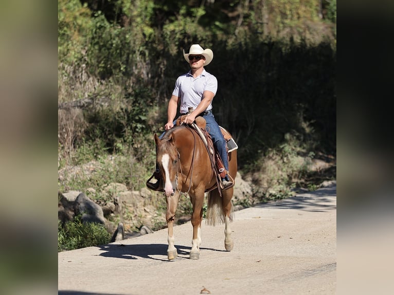 American Quarter Horse Wallach 4 Jahre 150 cm Rotfuchs in Buffalo