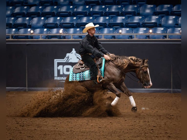 American Quarter Horse Wallach 4 Jahre 150 cm Rotfuchs in Buffalo