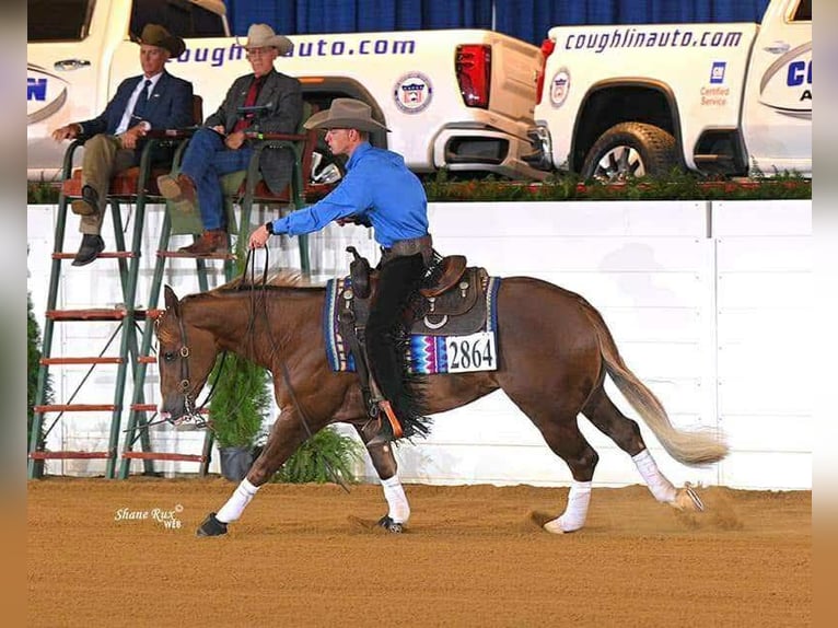 American Quarter Horse Wallach 4 Jahre 150 cm Rotfuchs in Buffalo