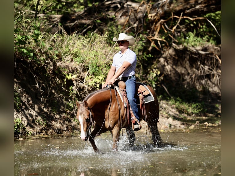 American Quarter Horse Wallach 4 Jahre 150 cm Rotfuchs in Buffalo