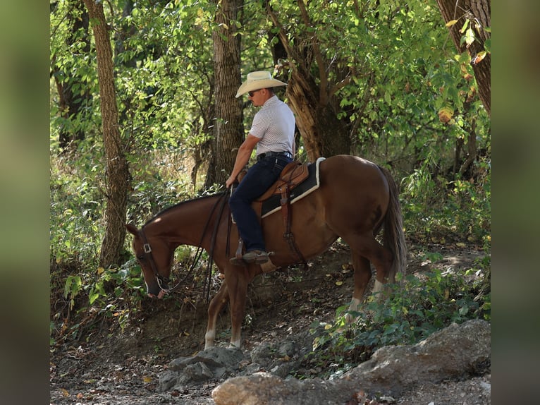 American Quarter Horse Wallach 4 Jahre 150 cm Rotfuchs in Buffalo