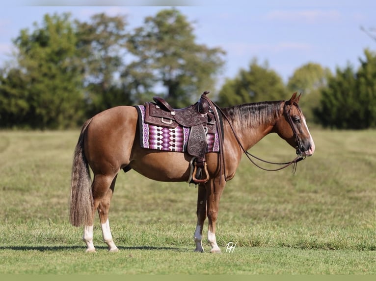 American Quarter Horse Wallach 4 Jahre 150 cm Rotfuchs in Buffalo