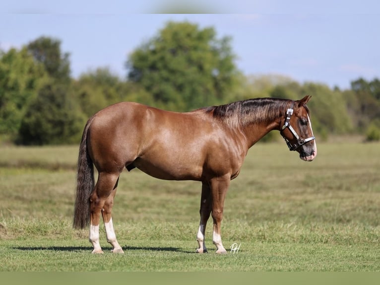 American Quarter Horse Wallach 4 Jahre 150 cm Rotfuchs in Buffalo
