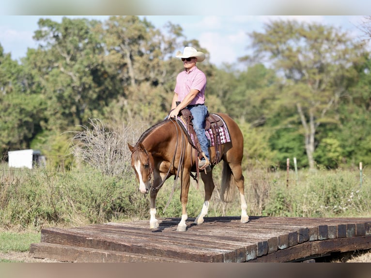 American Quarter Horse Wallach 4 Jahre 150 cm Rotfuchs in Buffalo