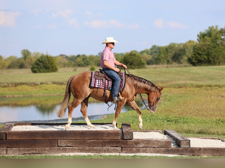American Quarter Horse Wallach 4 Jahre 150 cm Rotfuchs in Buffalo