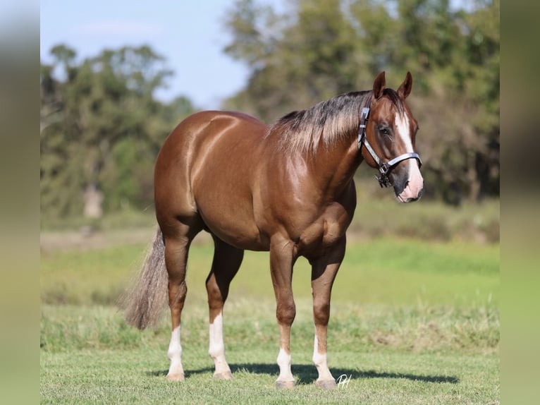 American Quarter Horse Wallach 4 Jahre 150 cm Rotfuchs in Buffalo