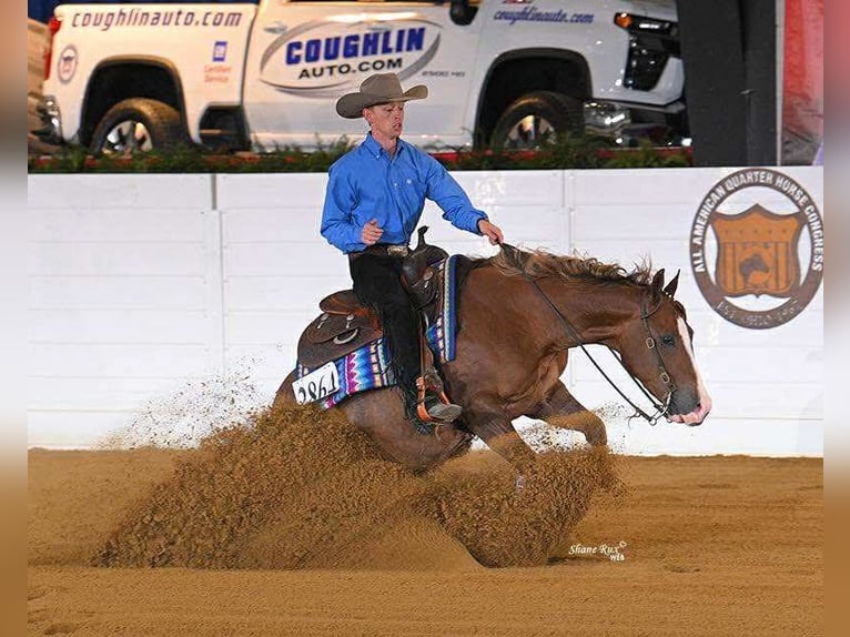 American Quarter Horse Wallach 4 Jahre 150 cm Rotfuchs in Buffalo