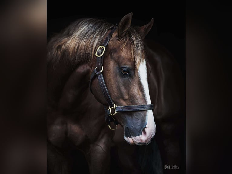 American Quarter Horse Wallach 4 Jahre 150 cm Rotfuchs in Buffalo