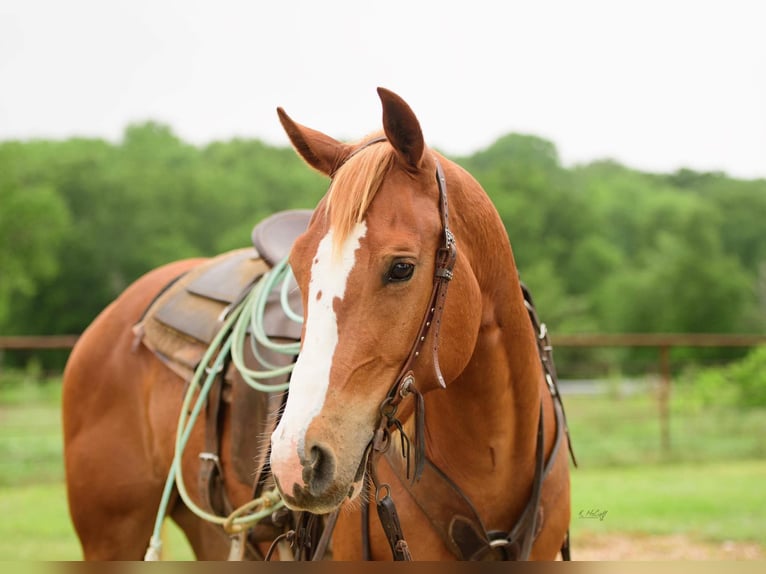 American Quarter Horse Wallach 4 Jahre 150 cm Rotfuchs in Savoy TX